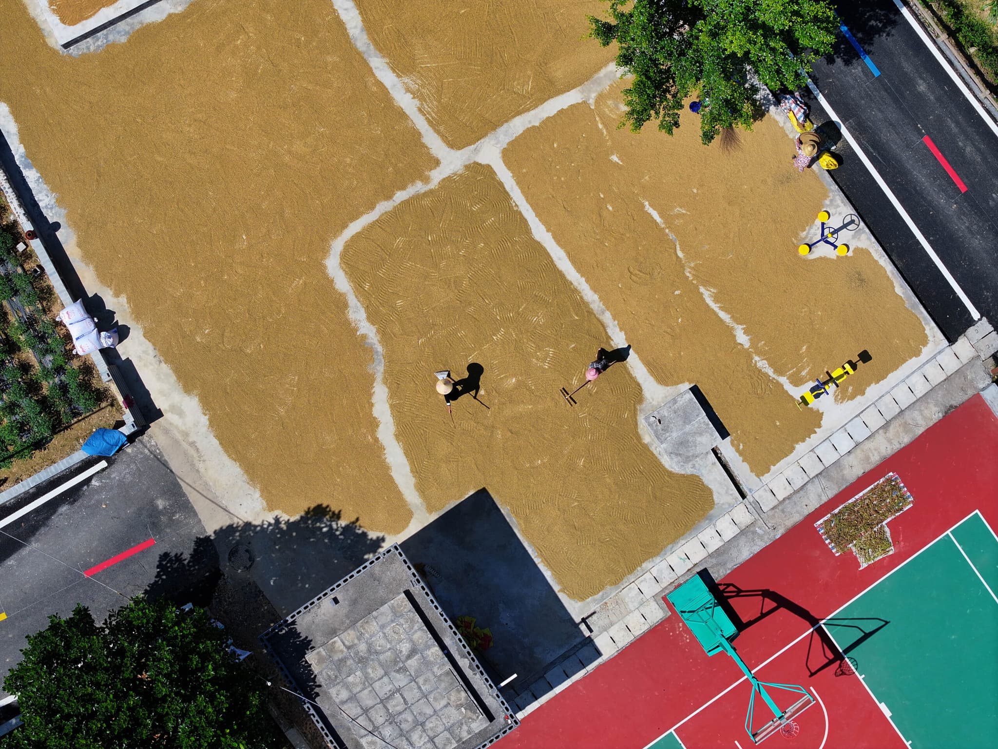 ชาวบ้านตาก 'ข้าว' บนหลังคาตึกในกว่างซี