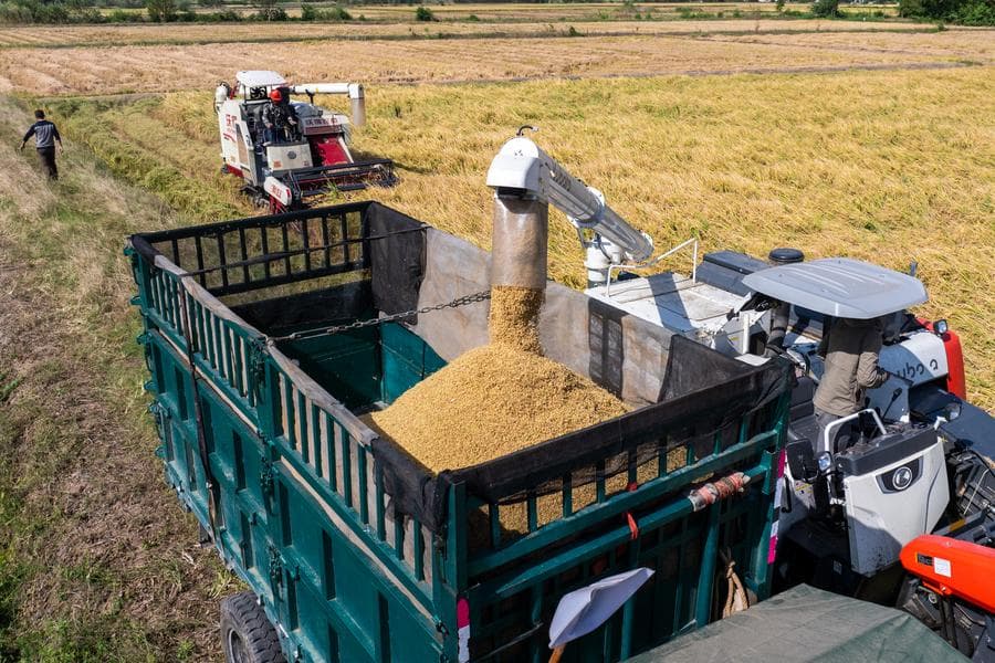 เกษตรกรขับรถจักรลุย 'เกี่ยวข้าว' ในหูหนาน