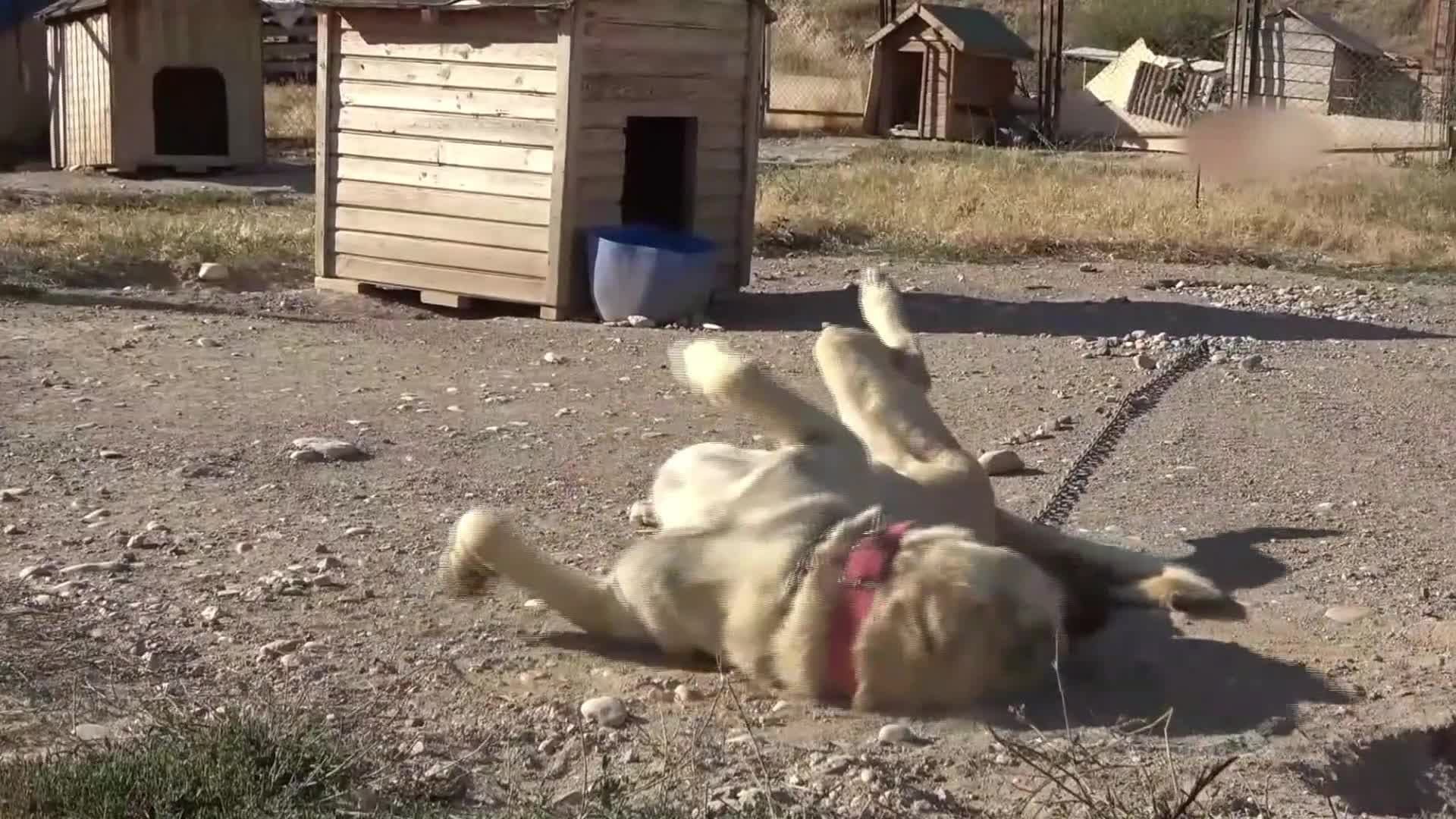 โลกร้อนพ่นพิษ 'คันกัล' สุนัขประจำชาติตุรกี ร่างกาย-พฤติกรรมเปลี่ยน