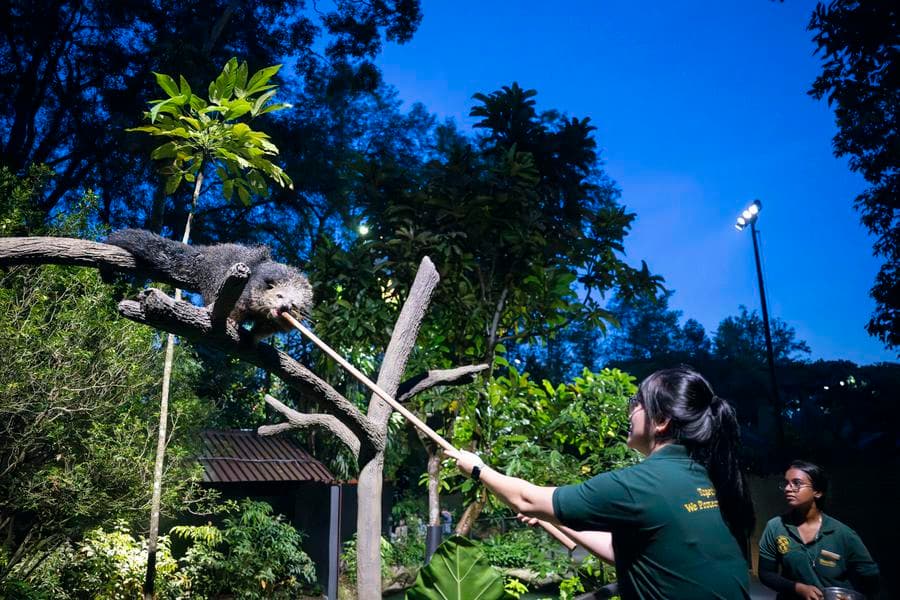 สัตว์น้อยใหญ่รับแขกเยือน 'ไนท์ซาฟารี' ในสิงคโปร์