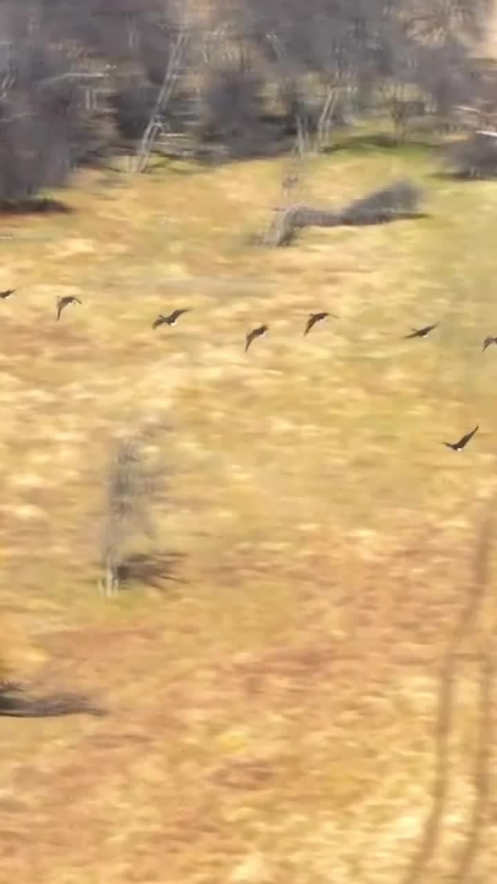 ฝูงนกอพยพโบยบินเหนือผืนน้ำในเฮยเหอ
