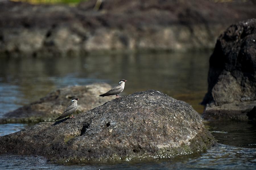 ส่อง 'สัตว์ป่า' หลากชนิดกลางอุทยานฯ ในบอตสวานา