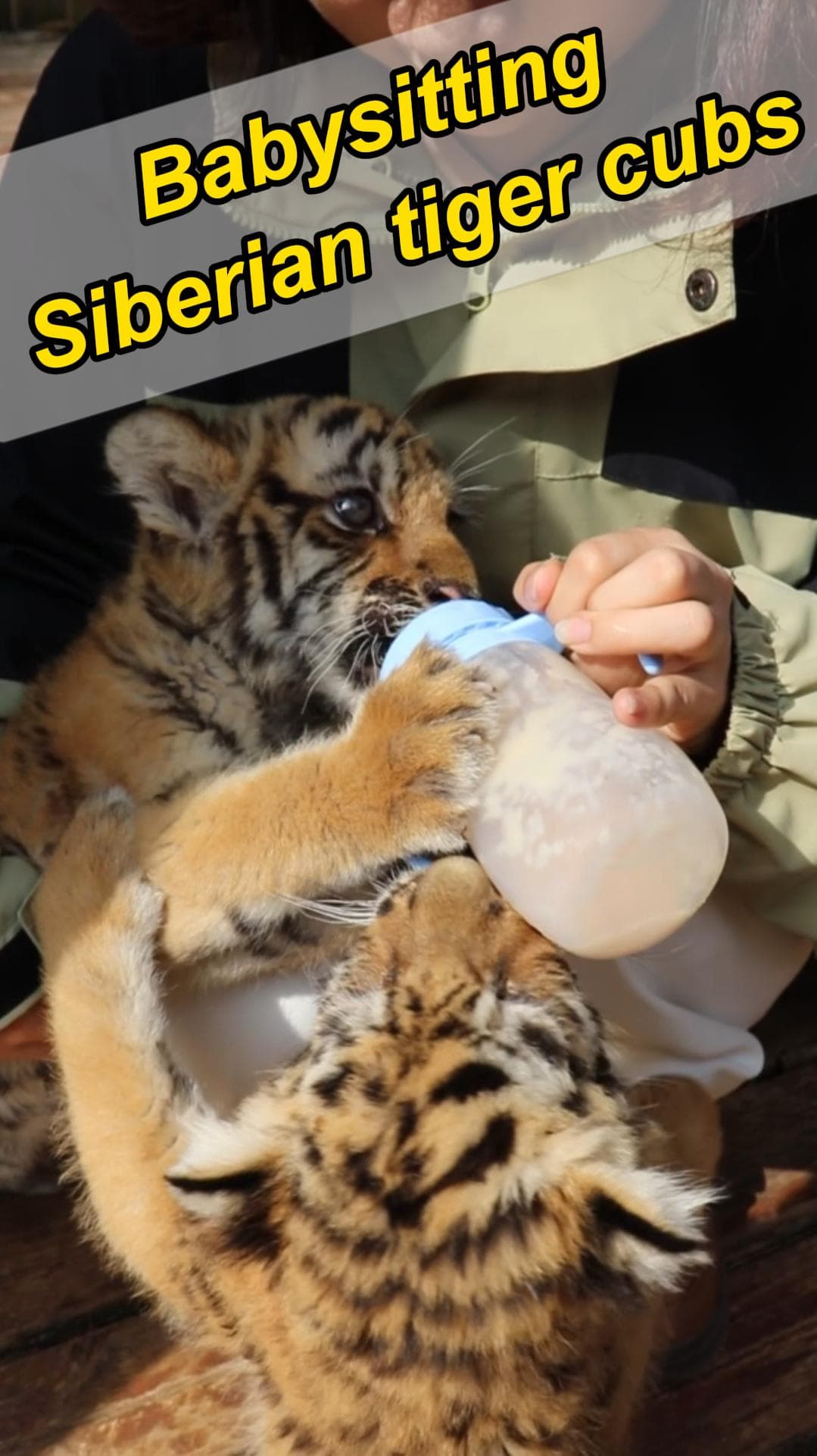 ชวนเป็นพี่เลี้ยง ให้นม-เกาพุง 'ลูกเสือไซบีเรีย' สุดน่ารักในยูนนาน