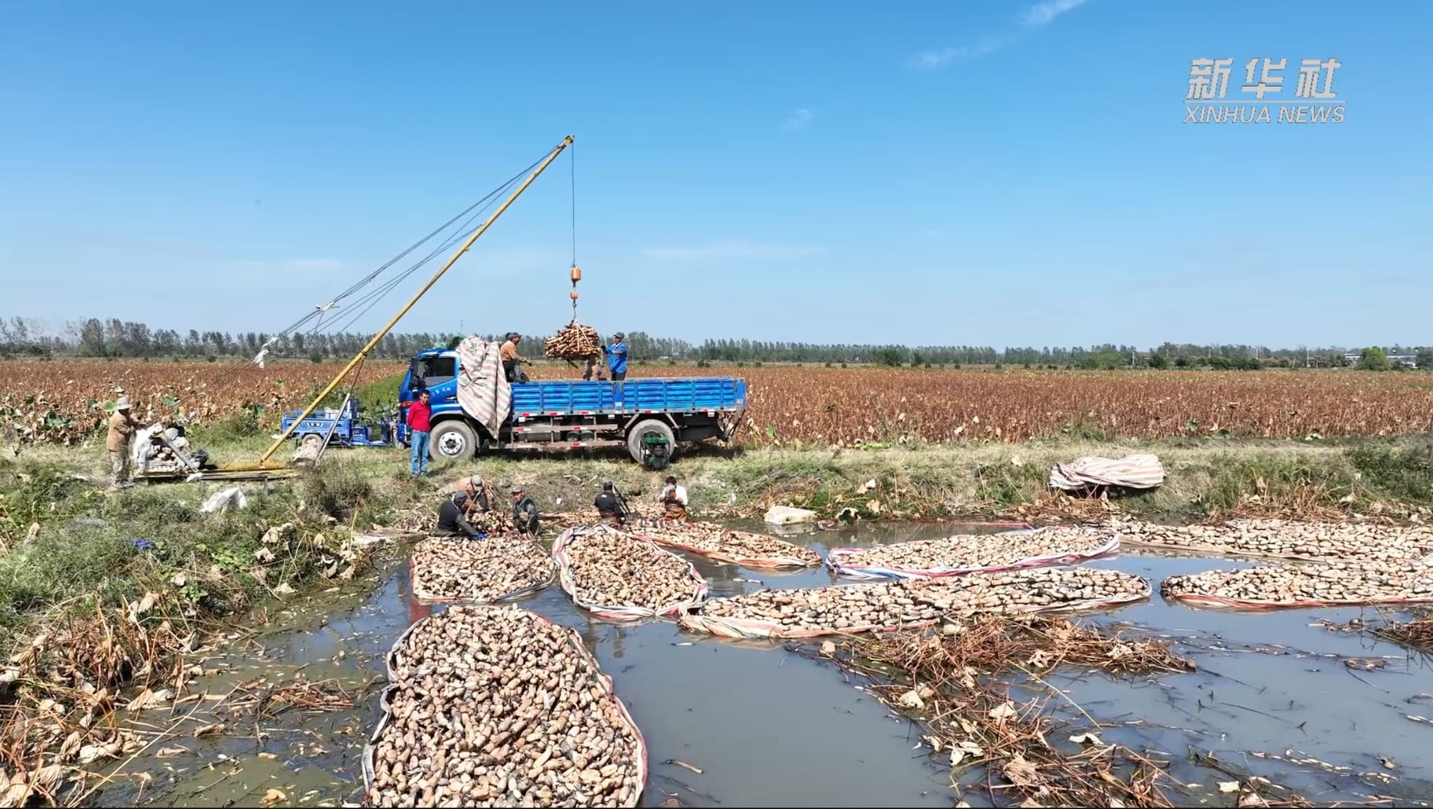 เกษตรกรลุยน้ำขุด 'รากบัว' อวบอ้วนในเจียงซู