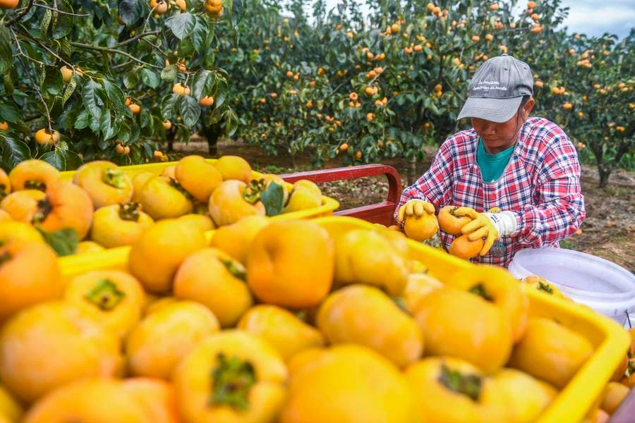 ชาวสวนเก็บเกี่ยว แปรรูป 'ลูกพลับ' เหลืองสดในกว่างซี