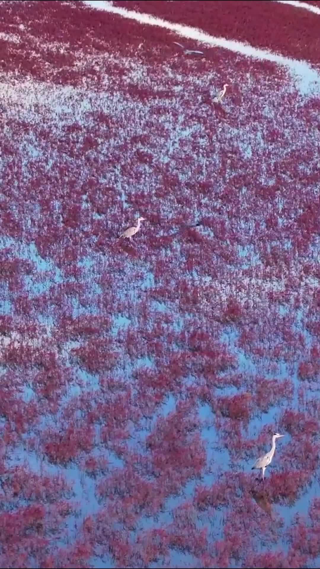 สัมผัสมนต์เสน่ห์ 'หาดแดง' งดงามในซานตง