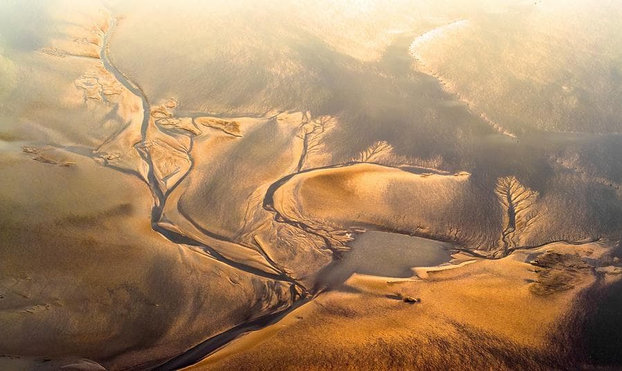 ร่องรอย 'ต้นไม้ยักษ์' สลักเด่นบนพื้นที่ชุ่มน้ำในเจียงซู