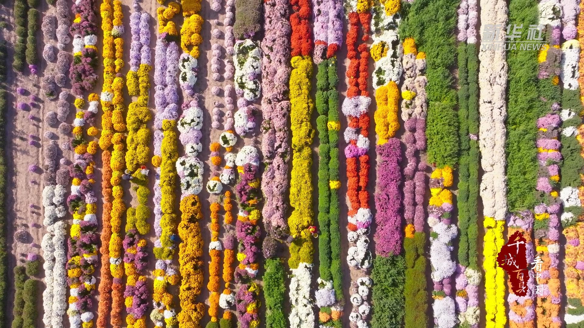 ทุ่ง 'ดอกเบญจมาศ' บานสะพรั่ง อวดสีสันในเหอเป่ย