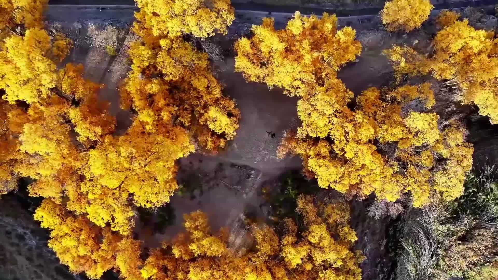 สีสันสารทฤดูแต้ม 'ป่าต้นหูหยาง' งามดุจมหาสมุทรสีทองในซินเจียง