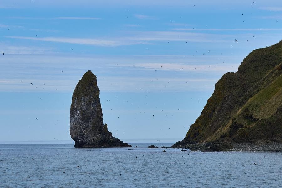 รัสเซียพบฝูง 'วาฬเพชฌฆาต' เกยตื้นปากแม่น้ำ ตายแล้ว 1 ตัว