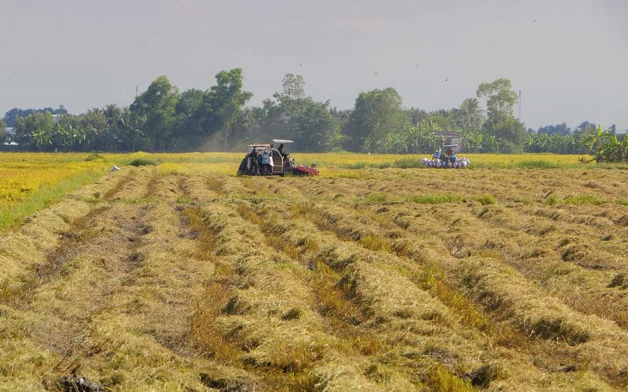 อุตสาหกรรม 'น้ำตาล' เวียดนาม ขึ้นแท่นผู้นำ 'อาเซียน' ด้านผลิตภาพ