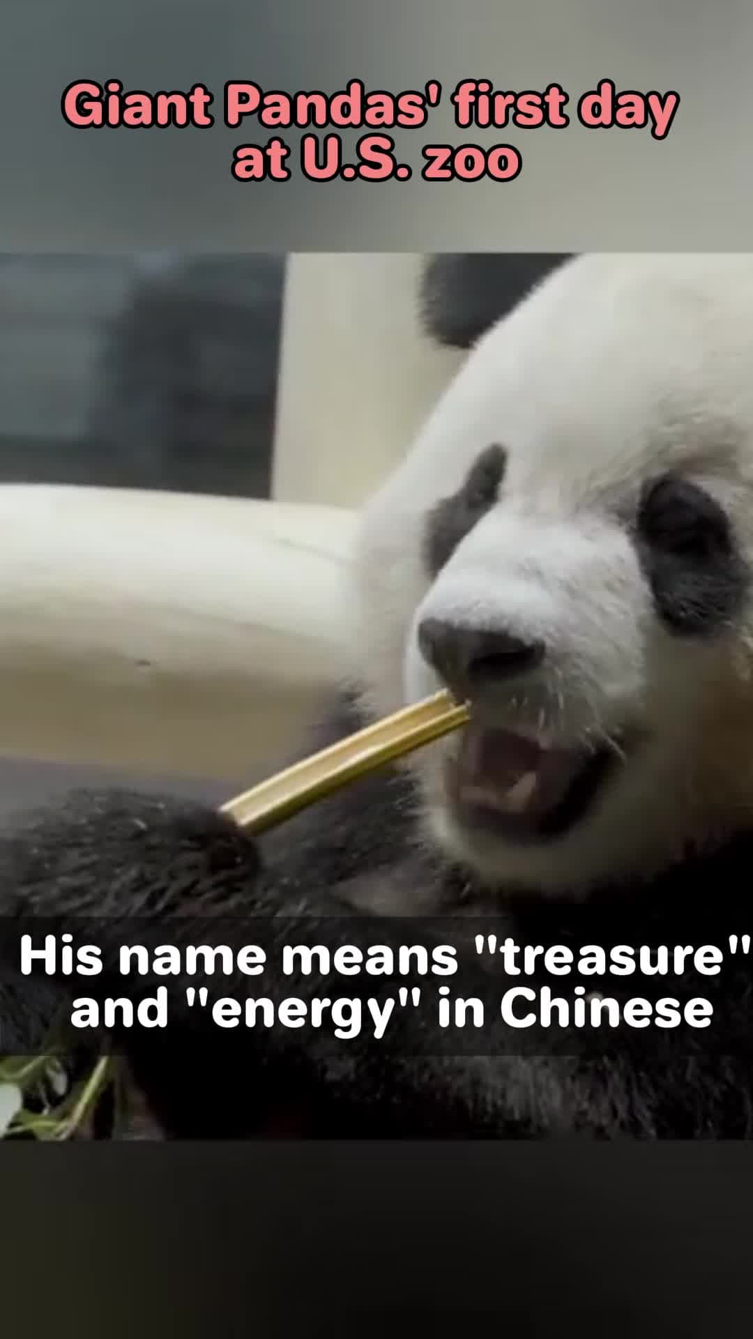 สอง 'แพนด้ายักษ์' จากจีน ใช้ชีวิตที่บ้านหลังใหม่ในสหรัฐฯ