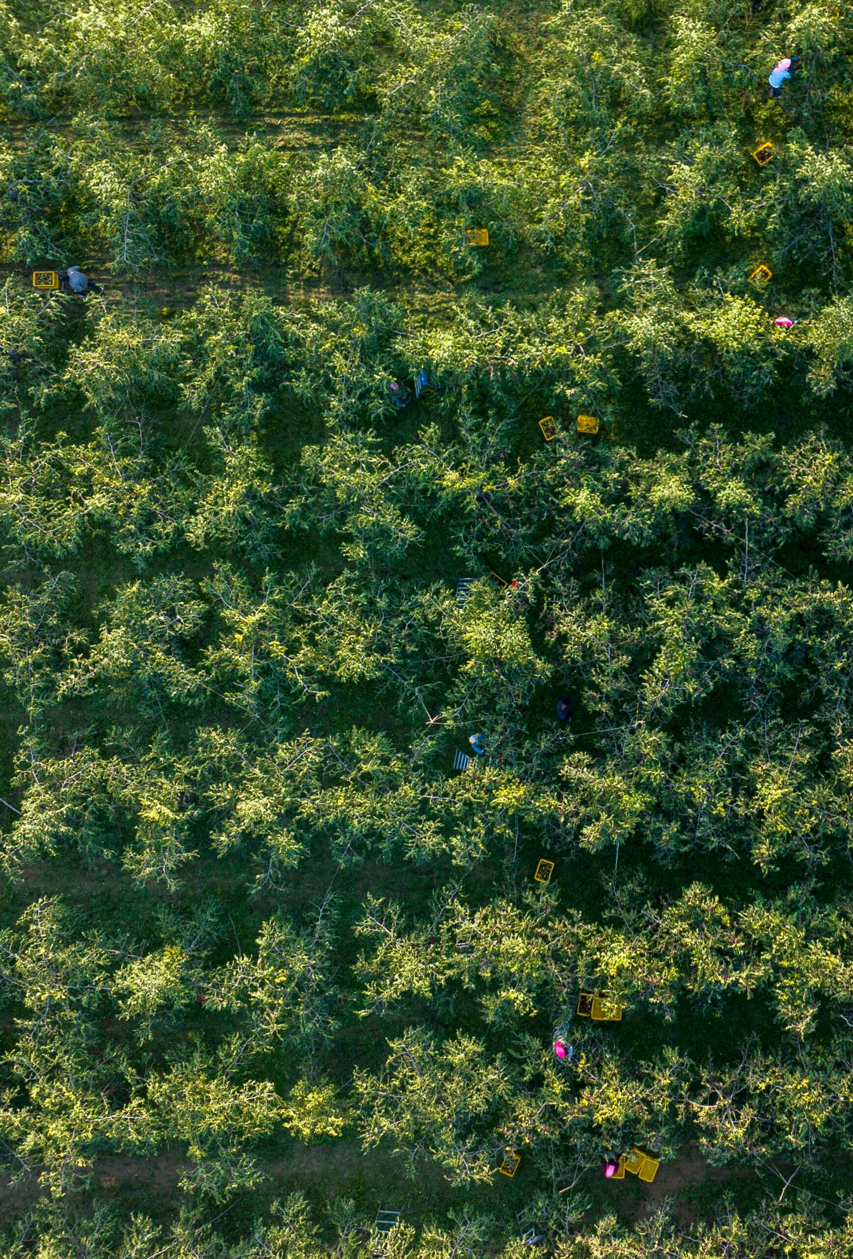 ฤดูกาลเก็บ 'พุทราจีน' พันธุ์พิเศษในหนิงเซี่ย