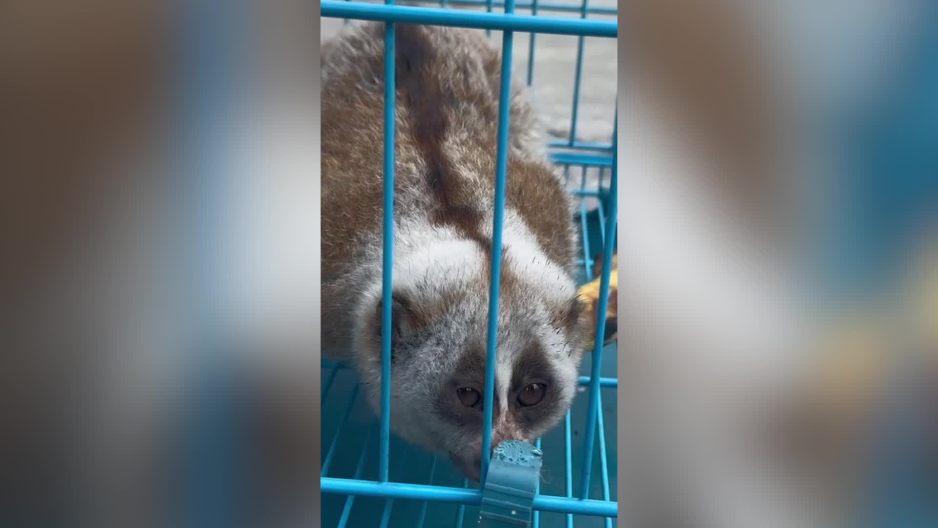 เอ็นดู! ตำรวจยูนนานช่วย 'นางอาย' ว่องไวผิดวิสัย