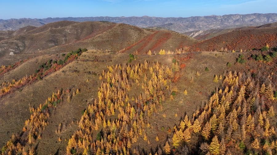แมกไม้เปลี่ยนสีโดดเด่นกลางขุนเขาในหนิงเซี่ย