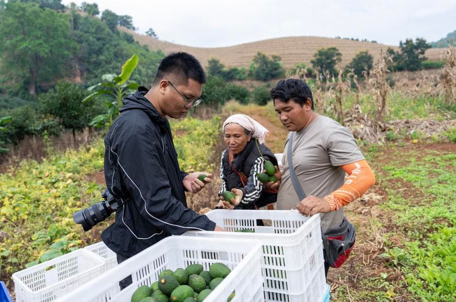 อุตสาหกรรม 'อะโวคาโด' สร้างงานเพิ่มรายได้ในยูนนาน