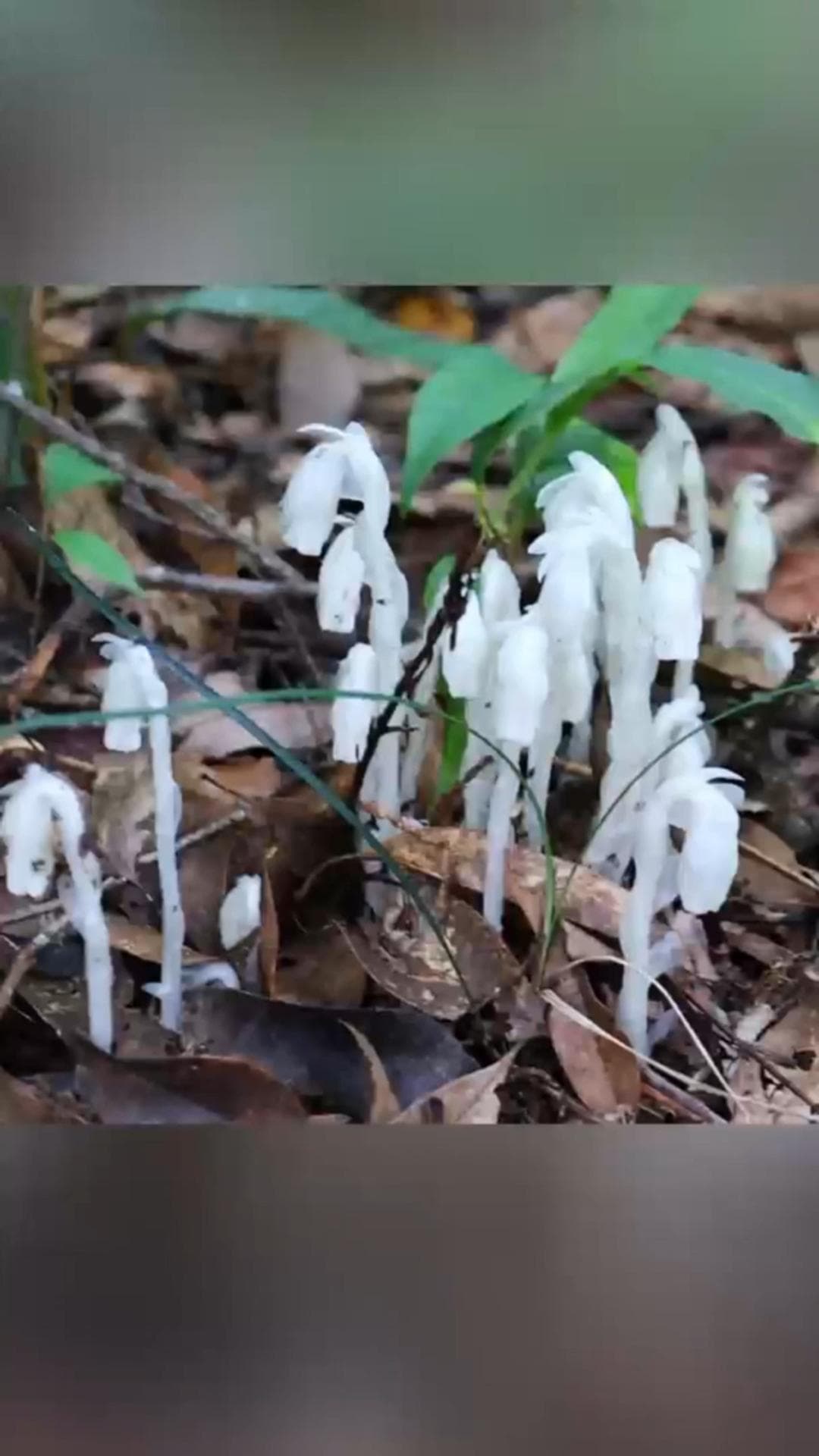 ยูนนานพบ 'ต้นไม้ผี' ขาวซีดหายาก