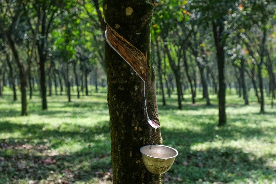 กัมพูชาส่งออก 'ยางพารา' โกยรายได้ 394 ล้านดอลล์ใน 9 เดือนแรก