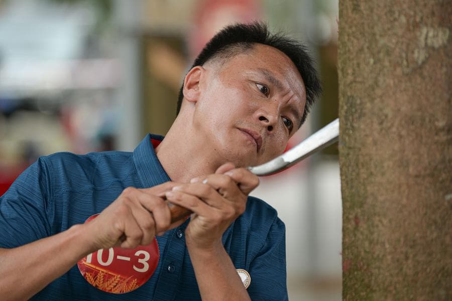 ส่องการแข่งขัน 'กรีดต้นยาง' รอบชิงชนะเลิศในไหหลำ