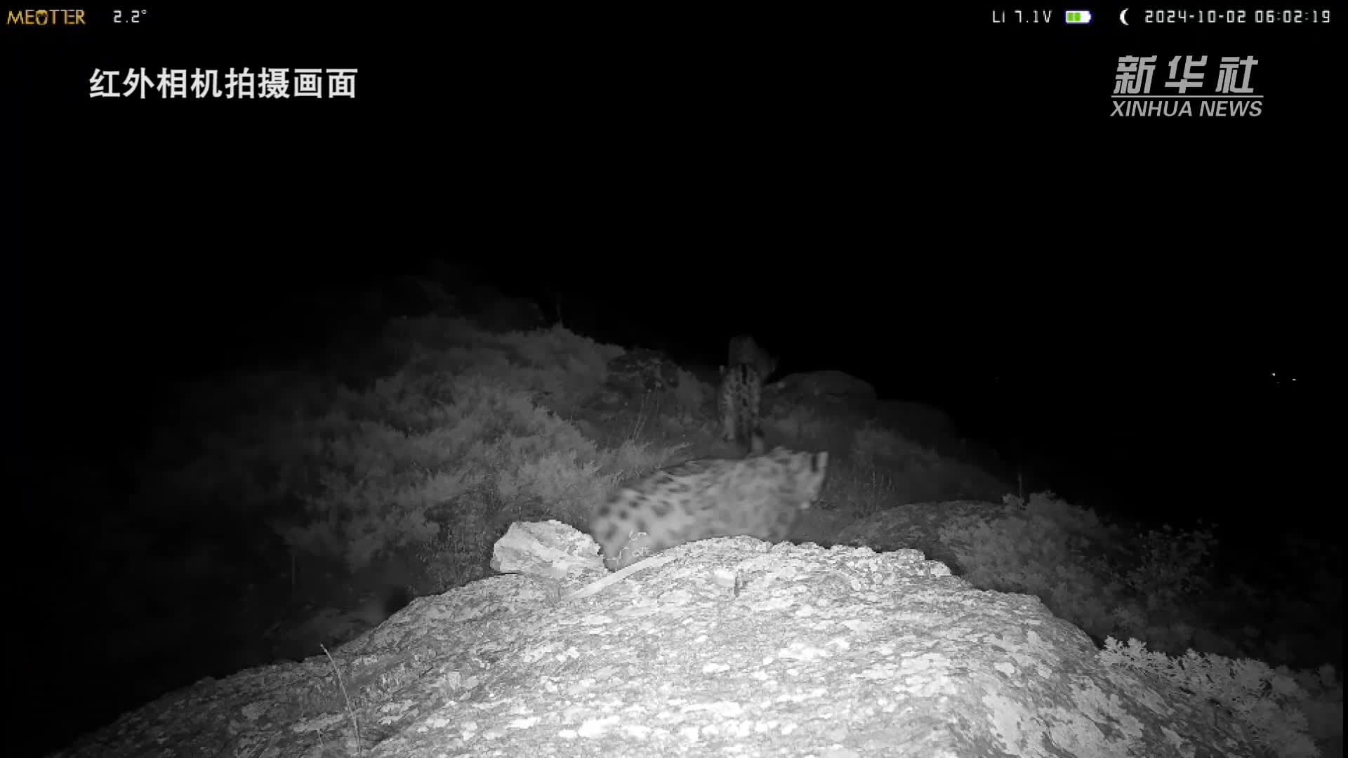 หายาก! ซินเจียงพบ 'เสือดาวหิมะ' ร่วมเฟรมเดียวกัน 4 ตัว