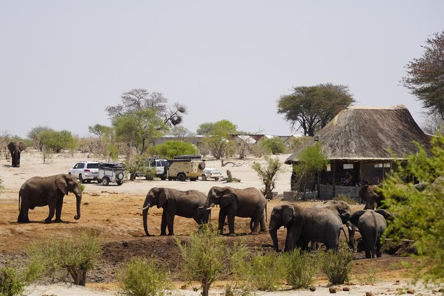 ฉากชีวิต 'ช้างป่า' กลางเขตอนุรักษ์ทรายในบอตสวานา