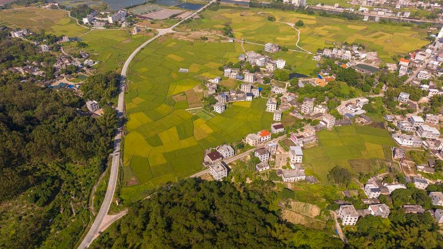 สีสันทุ่งนาข้าวฤดูใบไม้ร่วงรอเก็บเกี่ยวในกว่างซี