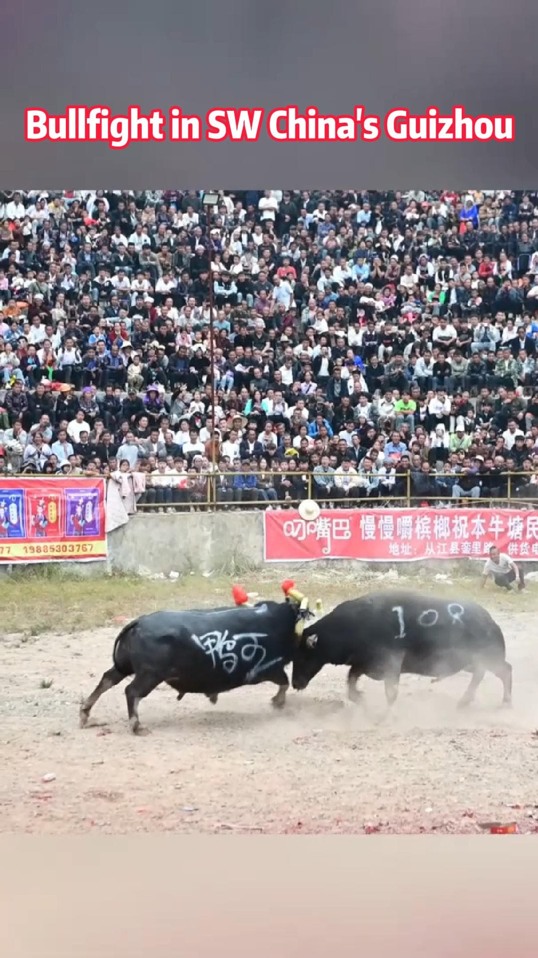 ผู้คนนับหมื่นแห่ชม 'วัวชน' สุดดุเดือดเร้าใจในกุ้ยโจว