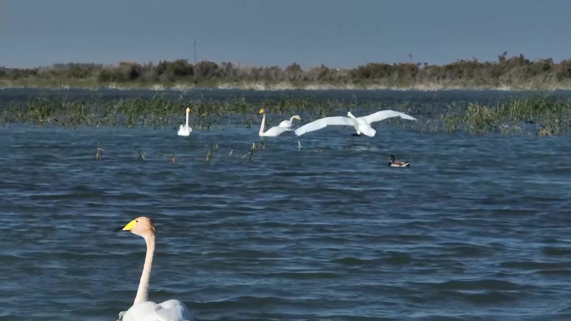 ฝูงหงส์หวนเยือน 'ทะเลสาบโป๋ซือเถิง' ในซินเจียง