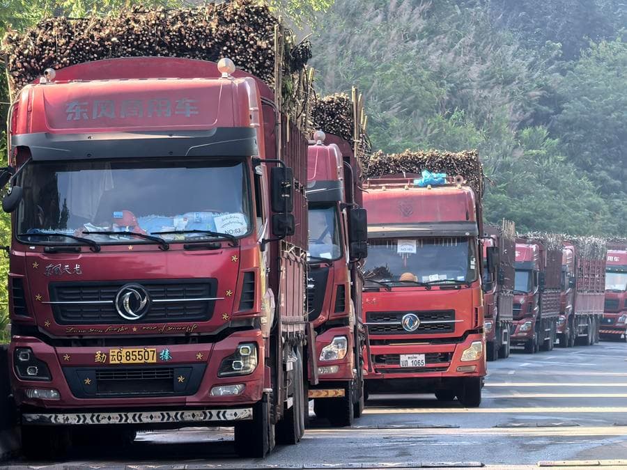 จีน-ลาวเริ่มขนส่ง 'อ้อย' ข้ามพรมแดนประจำฤดูหีบอ้อยปี 2024-25