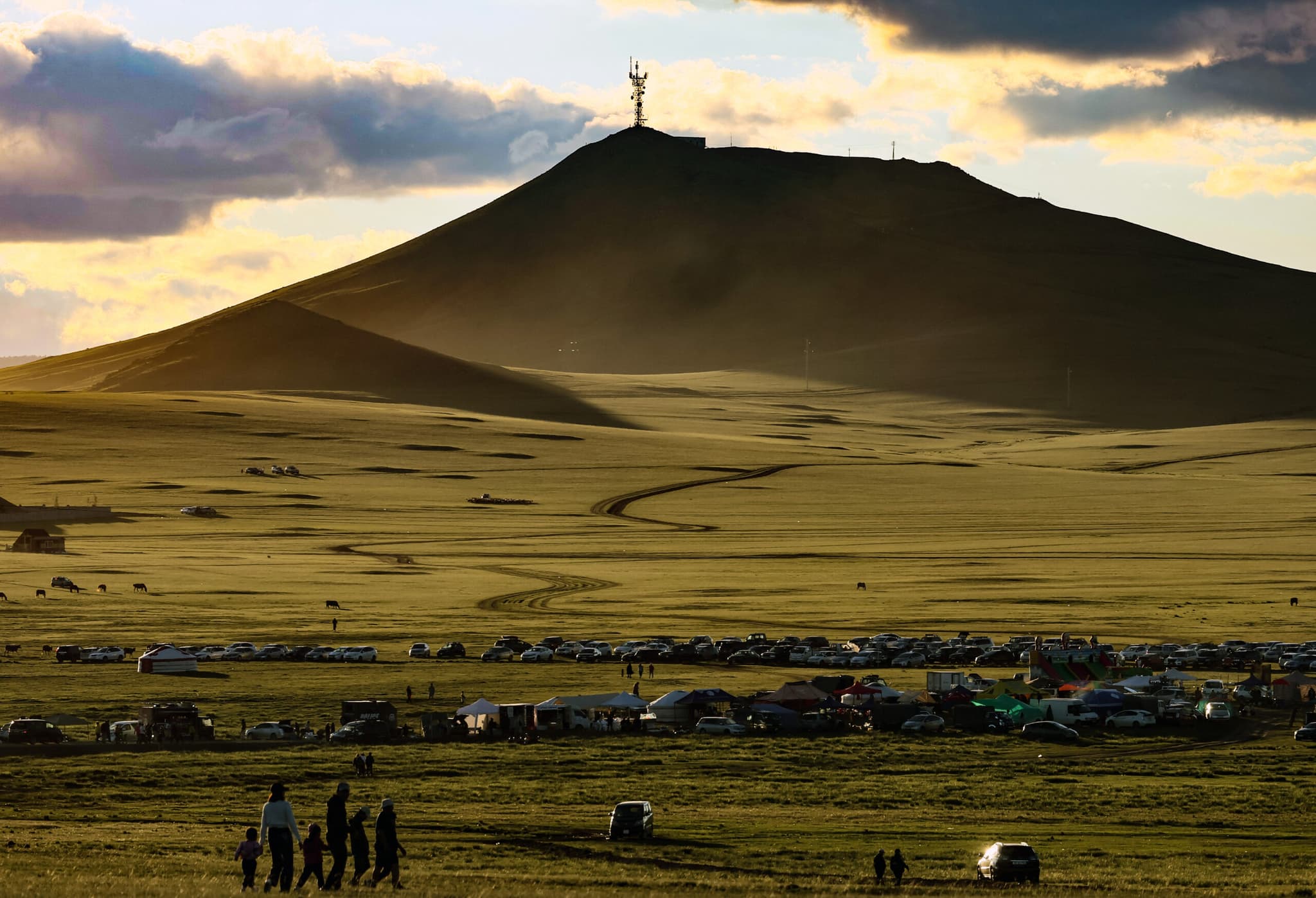 มองโกเลียเป็นบ้านของประชากร 'ลาป่ามองโกเลีย' 80% ทั่วโลก