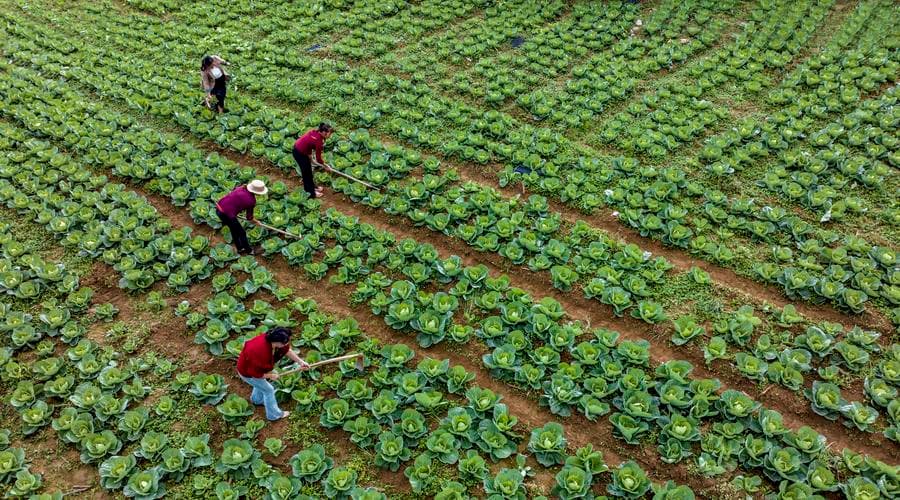 เกษตรกรจีนเก็บเกี่ยวผลผลิตคึกคักรับวันหานลู่