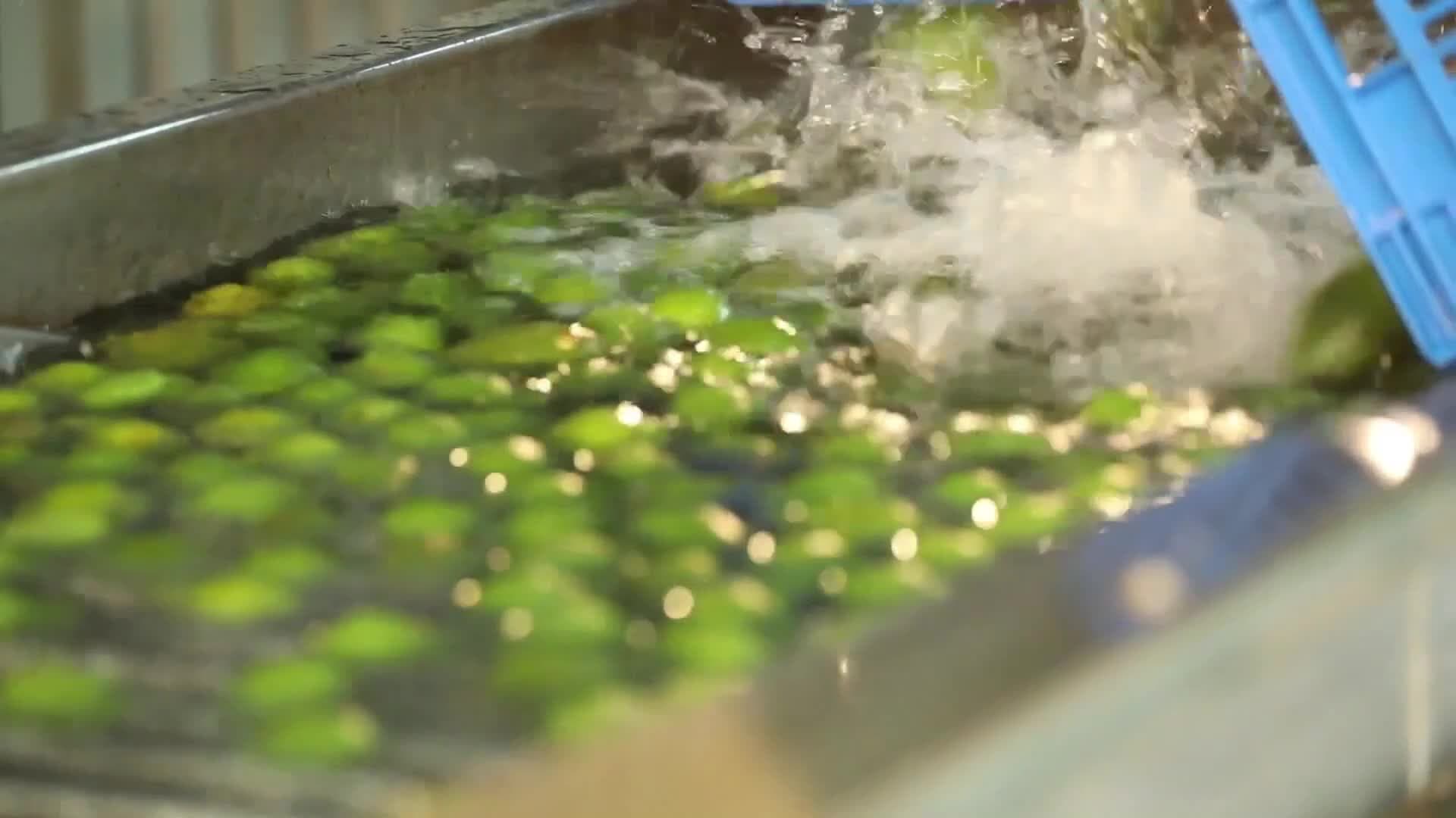 เซี่ยงไฮ้นำเข้า 'อะโวคาโด' จากแอฟริกาใต้ชุดแรกของจีน