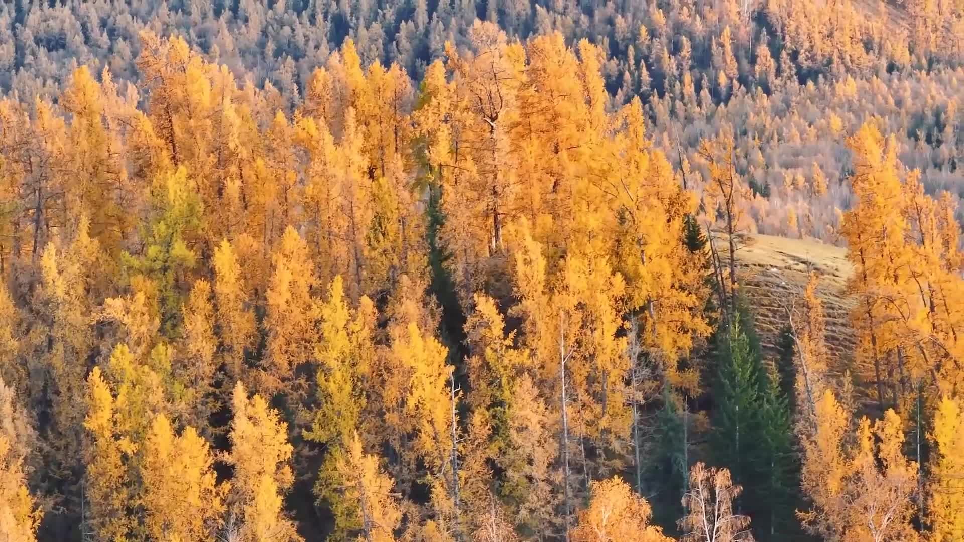 แมกไม้สีเหลืองทอง ห่มคลุมขุนเขาซินเจียง ดุจดินแดนเทพนิยาย