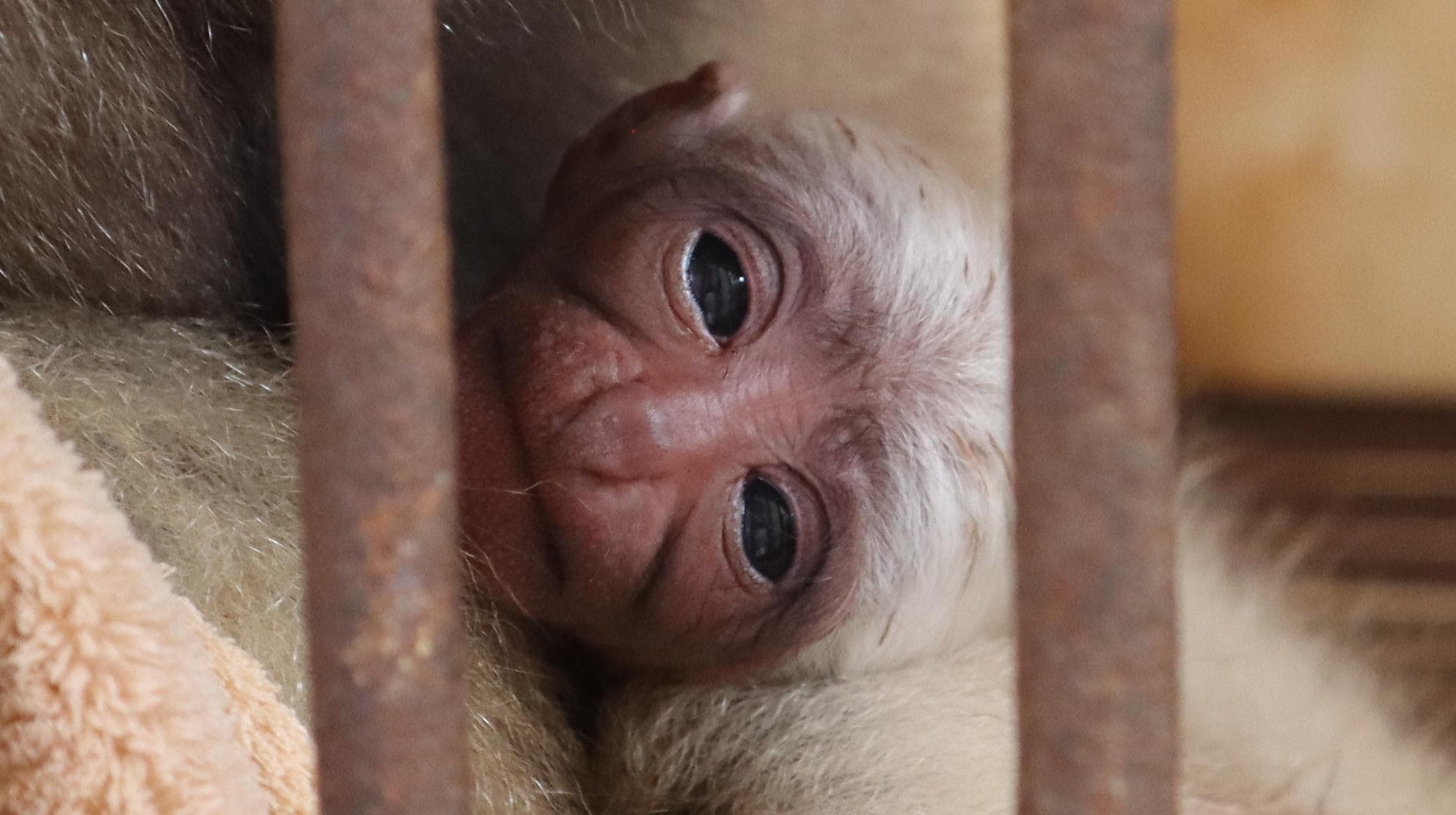 ยินดีต้อนรับ! 'ลูกชะนีคิ้วขาว' สมาชิกใหม่ประจำศูนย์สัตว์ป่าในยูนนาน