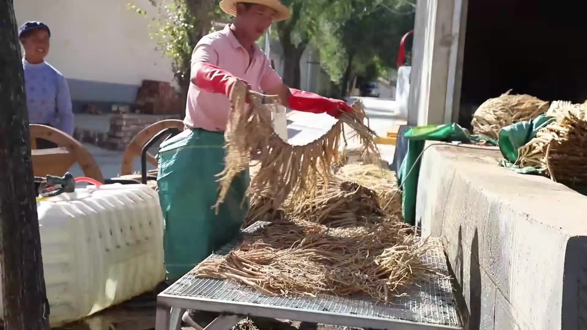 ตลาดวัตถุดิบ 'ยาจีน' สดใหม่ ซื้อขายคึกคักในกานซู่