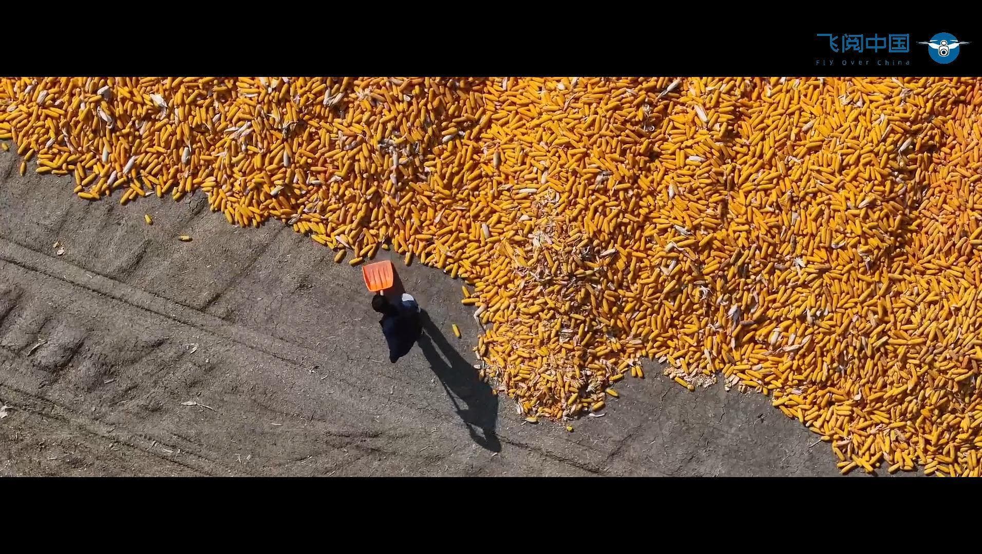 โดรนจับภาพ 'แปลงข้าว-ข้าวโพด' ทอดยาวในเทียนจิน