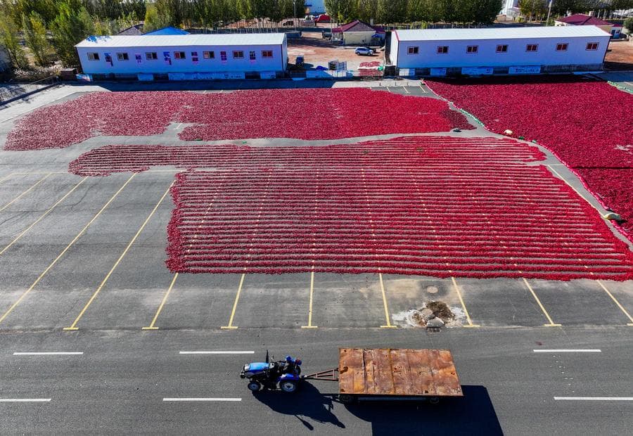 เกษตรกรเก็บ ตาก คัด 'พริก' สีแดงสดในมองโกเลียใน