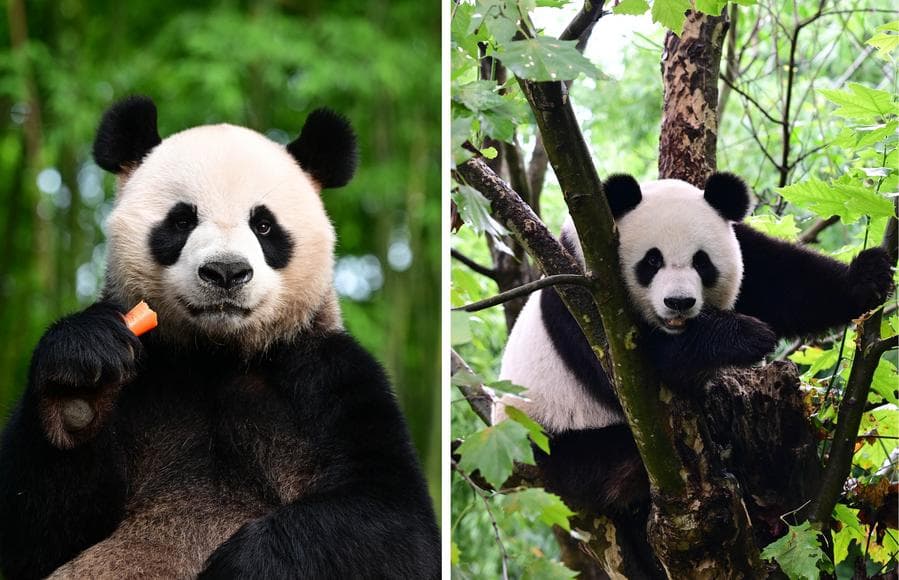 สอง 'แพนด้ายักษ์' ของขวัญจากแผ่นดินใหญ่สู่ 'ฮ่องกง' กักตัวครบ 30 วันแล้ว