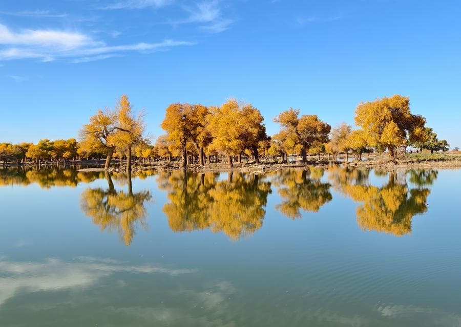 ผืนป่า 'ต้นหูหยาง' ในมองโกเลียใน ต้อนรับนทท.เยี่ยมชมคึกคัก