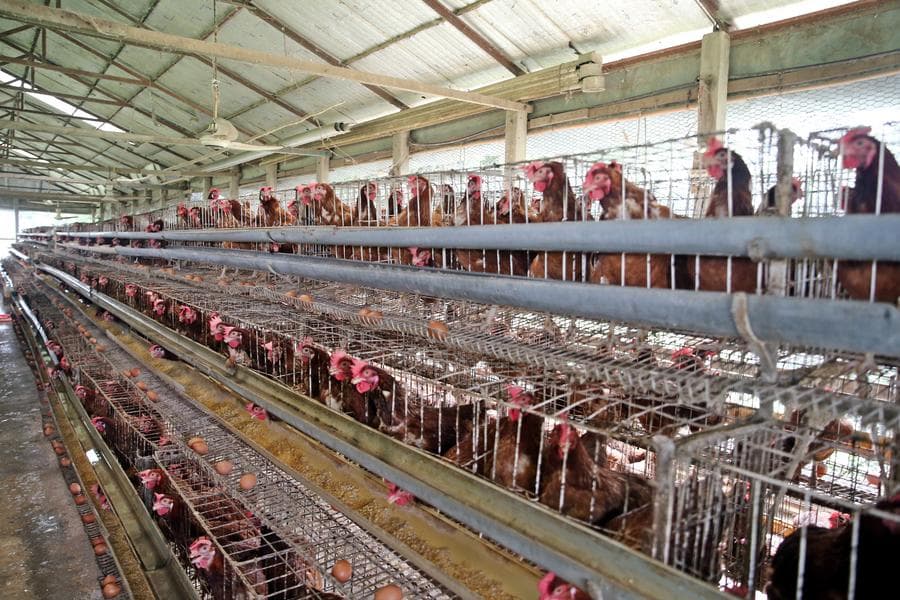 ฟาร์มเลี้ยง 'ไก่' ออกไข่สดใหม่ในบังกลาเทศ