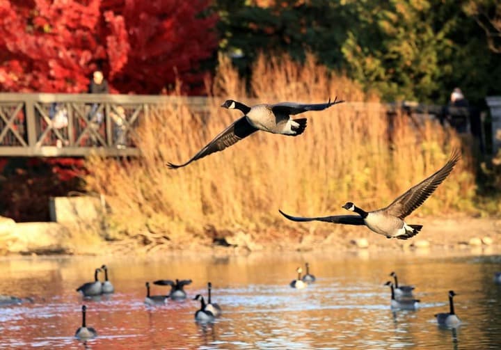 ผลพวงโลกร้อน 'ห่านแคนาดา' อพยพหนีหนาวน้อยลง