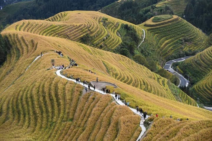 เดินเท้า นั่งกระเช้า ชมวิว 'นาขั้นบันไดหลงจี๋' เหลืองอร่ามในกว่างซี