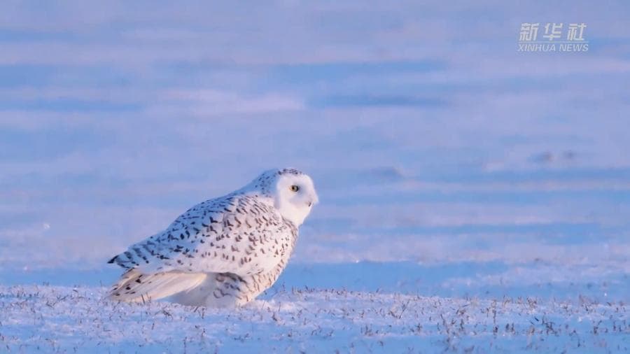 มองโกเลียในจับภาพ 'นกเค้าแมวหิมะ' พบปะ 'อีกา' กลางทุ่งหิมะ