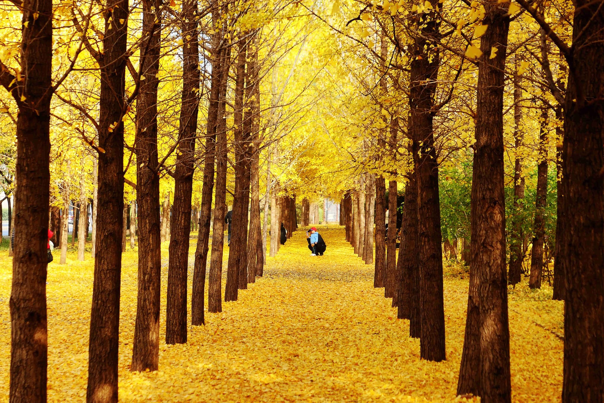 ใบแปะก๊วยเหลืองอร่ามร่วงหล่นห่มถนนหนทางในปักกิ่ง