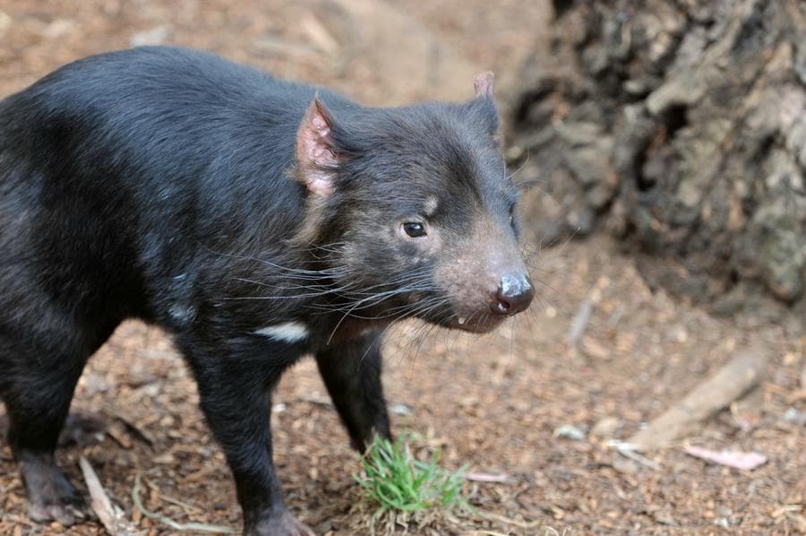 ชมสัตว์ใกล้สูญพันธุ์ 'แทสเมเนียน เดวิล' ในออสเตรเลีย