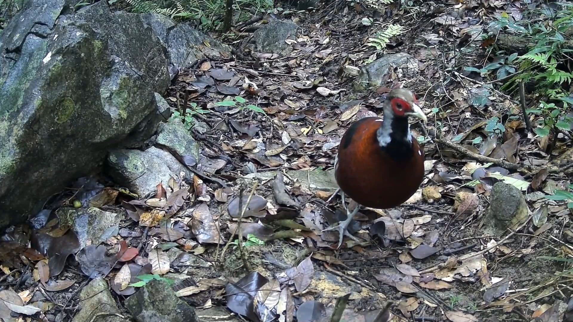ไก่ฟ้าจีนหลังแถบ' นกหายาก ปรากฏตัวกลางป่าในกว่างซี
