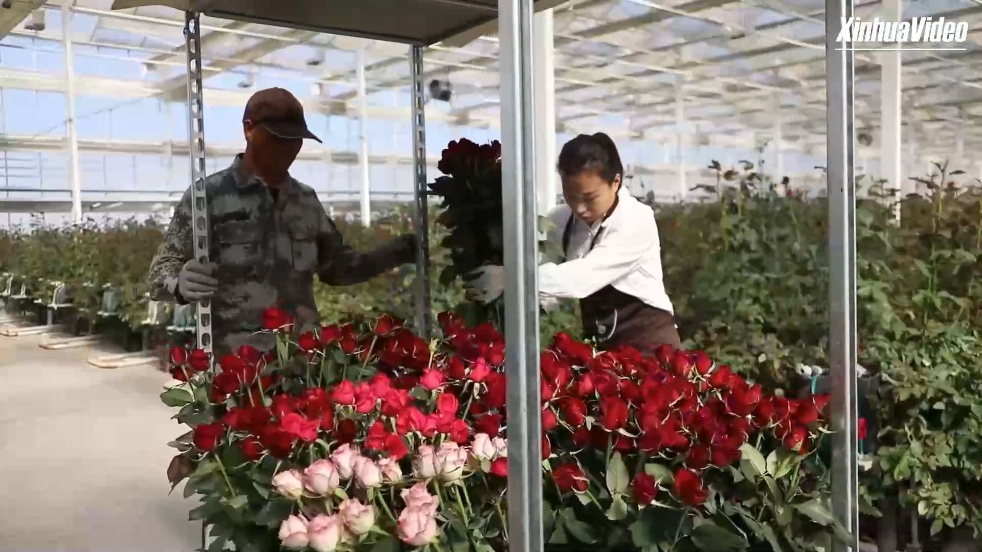 ซานตงพลิก 'เหมืองร้าง' สู่ 'โรงเรือนดอกไม้' ขนาดยักษ์