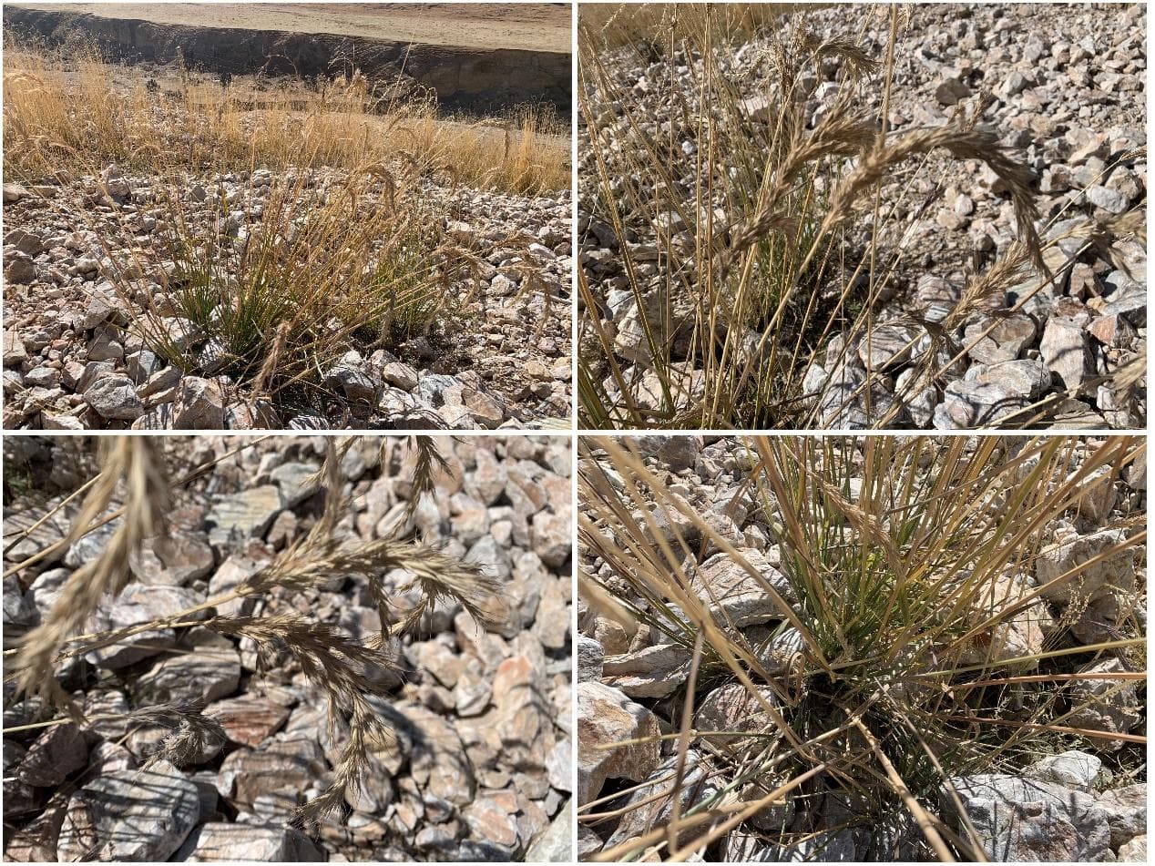 จีนพบ 'พืชวงศ์หญ้า' สายพันธุ์ใหม่ บนภูเขาหินแห้งแล้งสูงกว่า 3,700 เมตร