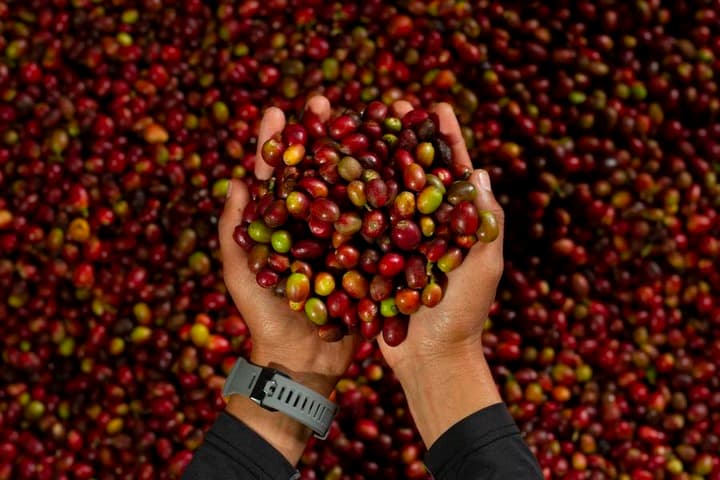 Asia Album : เก็บเกี่ยว 'เมล็ดกาแฟอาราบิกา' ในอินโดนีเซีย