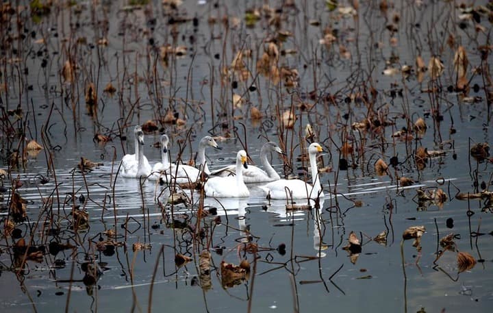 ฝูง 'หงส์' อพยพหลบหนาว พักพิงพื้นที่ชุ่มน้ำในเหอหนาน